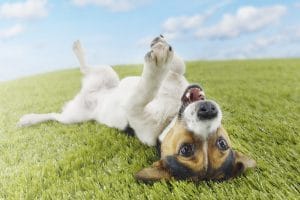 Jack Russell Terrier Lying Upside Down on Grass