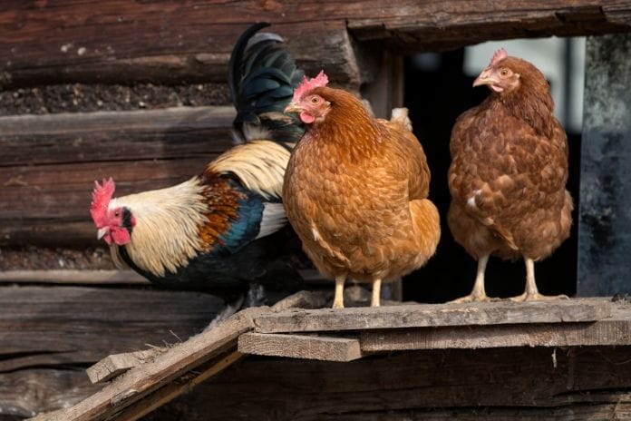 Three chickens standing on a chicken koop