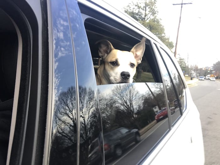 dog riding in a car