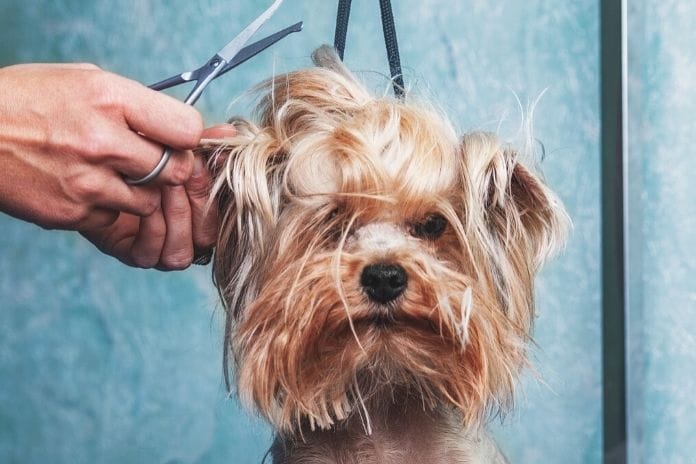 The Benefits of Professional Dog Grooming