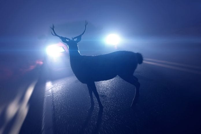 How To Avoid Hitting a Deer With Your Car