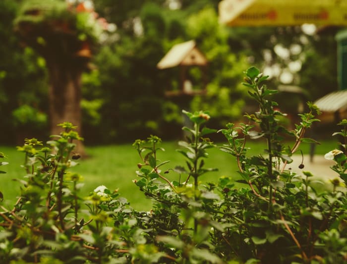 backyard gardening tips