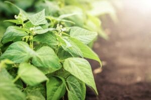 Why Nitrogen Matters in Crop Production Nutrients