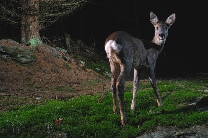 Safety Tips for Hunting Predators at Night