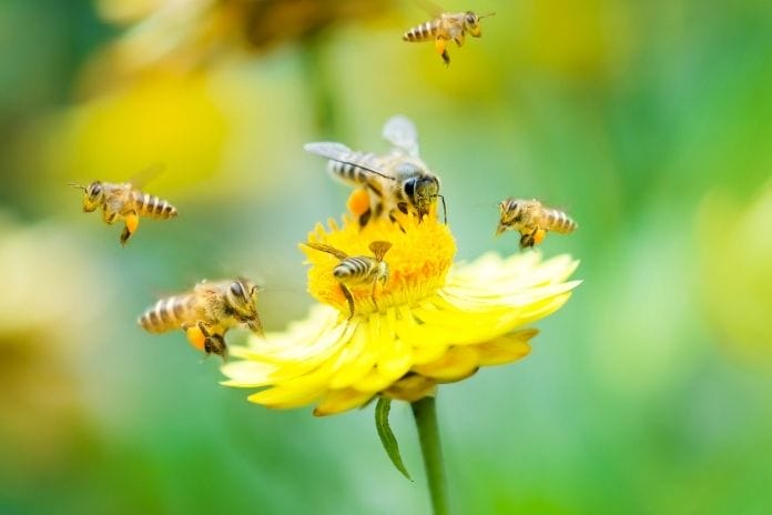 What Will Happen to the World if Bees Go Extinct?