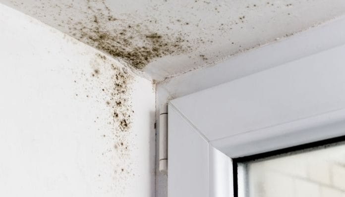 What Time of Year Is Worst for Mold Growth?
