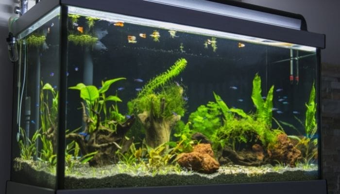 What Homeowners Need To Know Before Buying an Aquarium