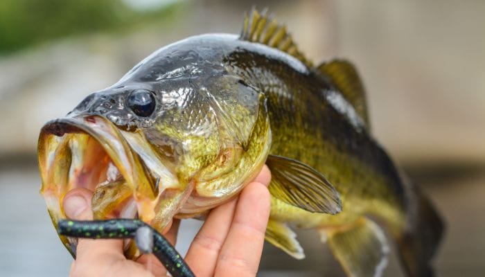 Better Fishing 101: What Are the Black Basses?