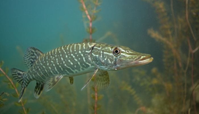 Expert Tips To Help You Catch Northern Pike