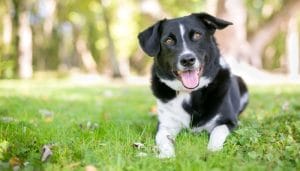 Tips for Helping Your Rescue Dog Adapt to Their New Life