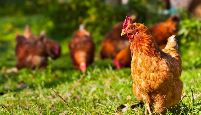 A rust-colored chicken walking in a grassy pasture on a sunny day. Several blurred chickens graze in the background.