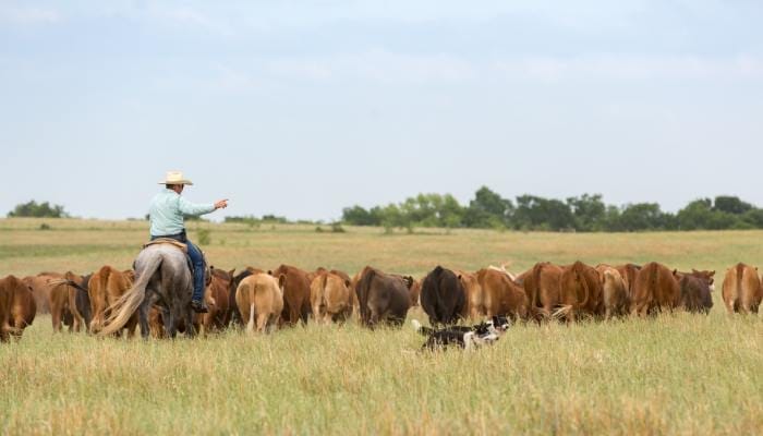 An older man is riding a horse while steering a large herd of cattle in one direction. Two dogs are helping.