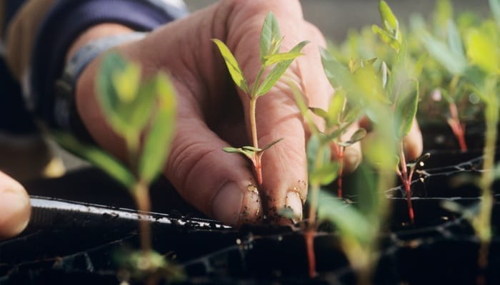 Someone using their fingers to work on some small plant buds. Each bud sits in a different soil compartment.